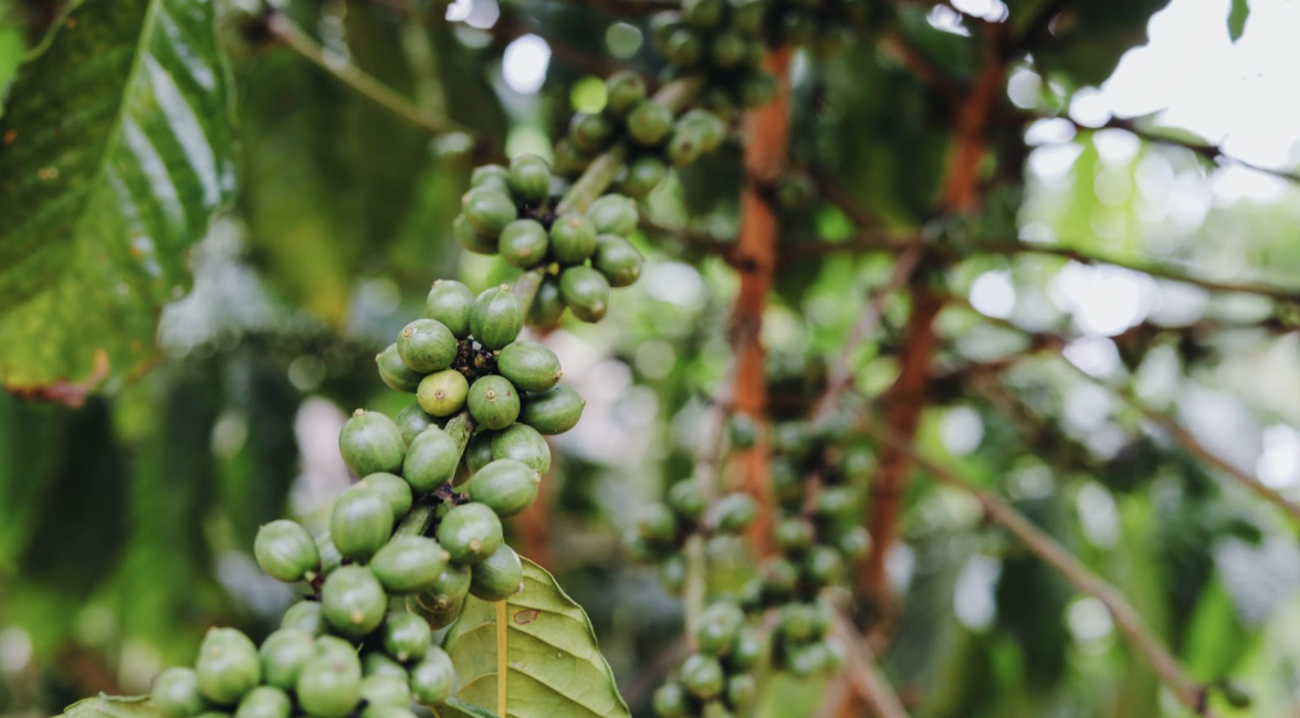 Starbucks wants to weatherproof its coffee supply