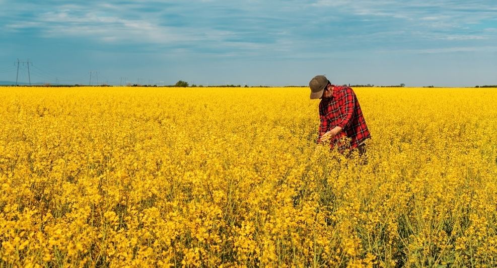 China comes after Canadian canola