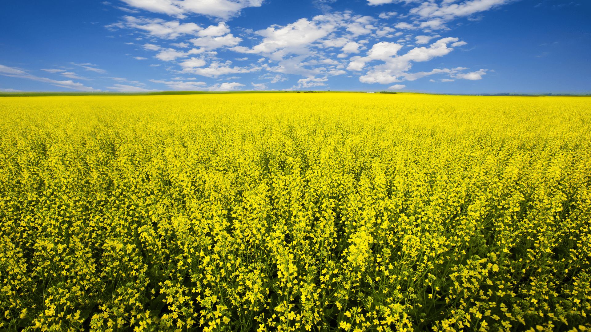 China shuts out Canadian canola
