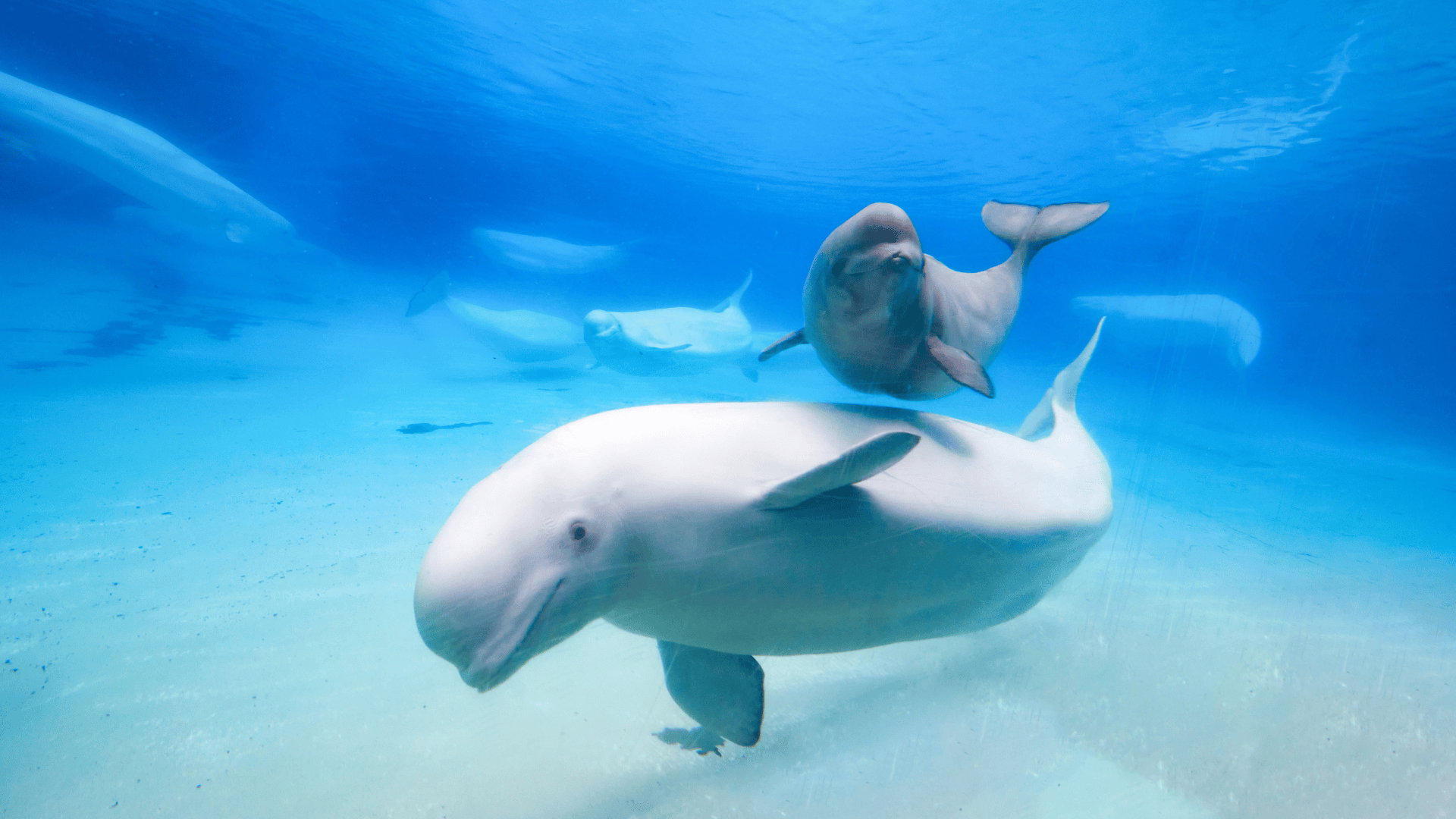 Canada’s first whale sanctuary could come to Nova Scotia