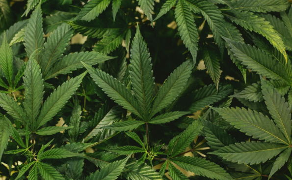 Germany legalizes recreational cannabis 