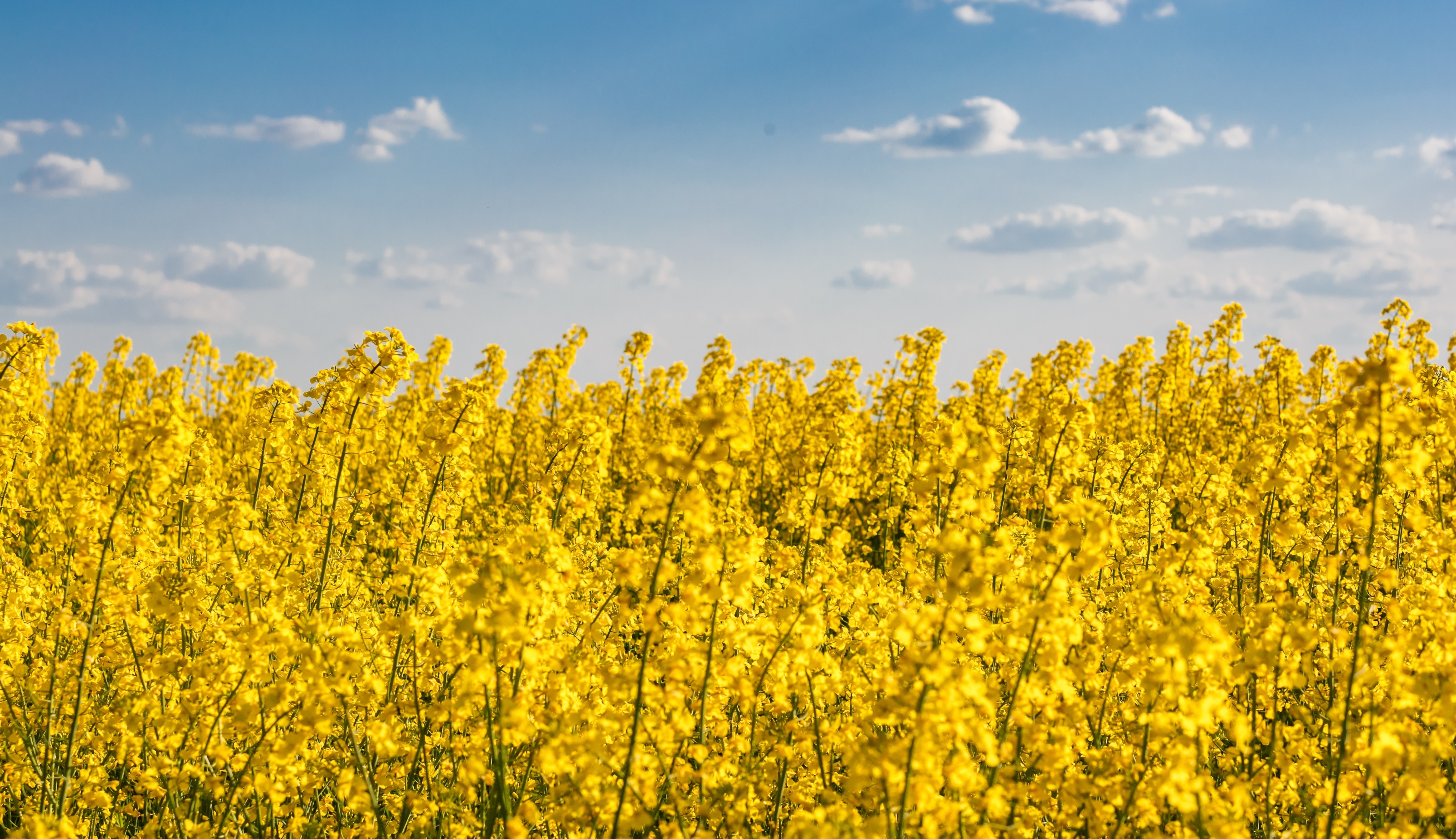 China goes after Canadian canola