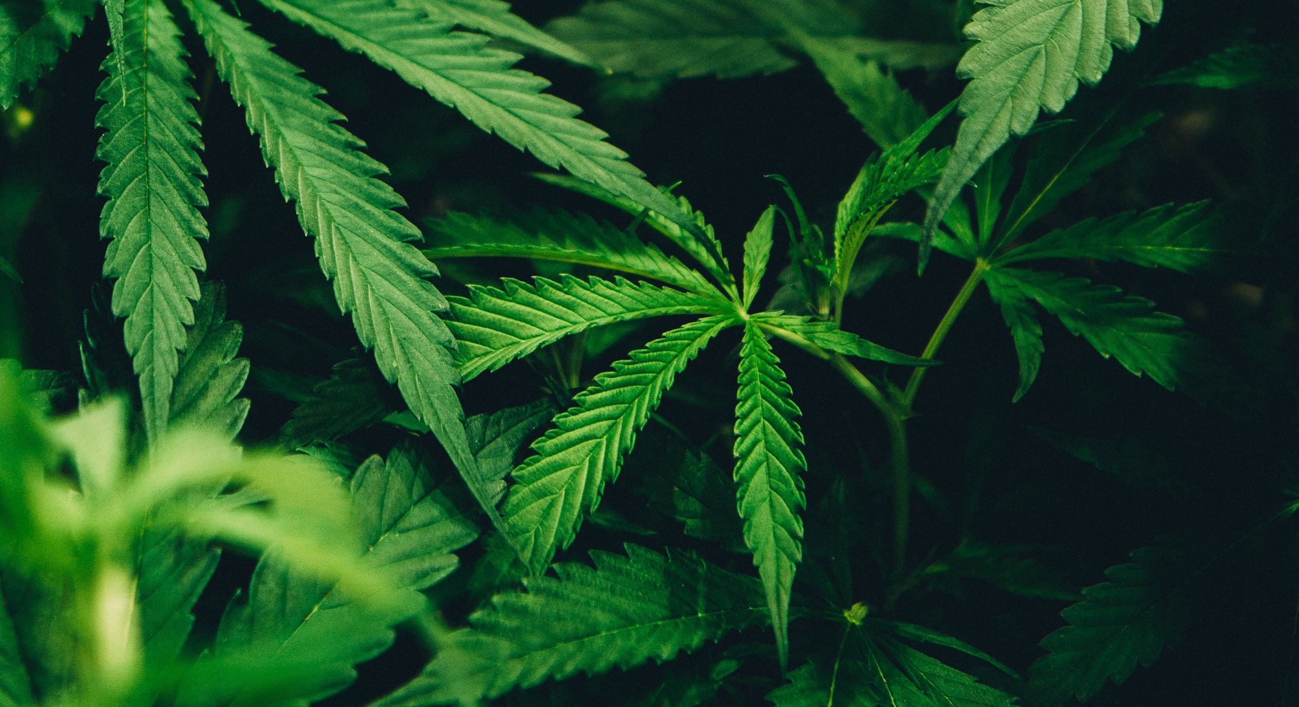 Five years of legal weed