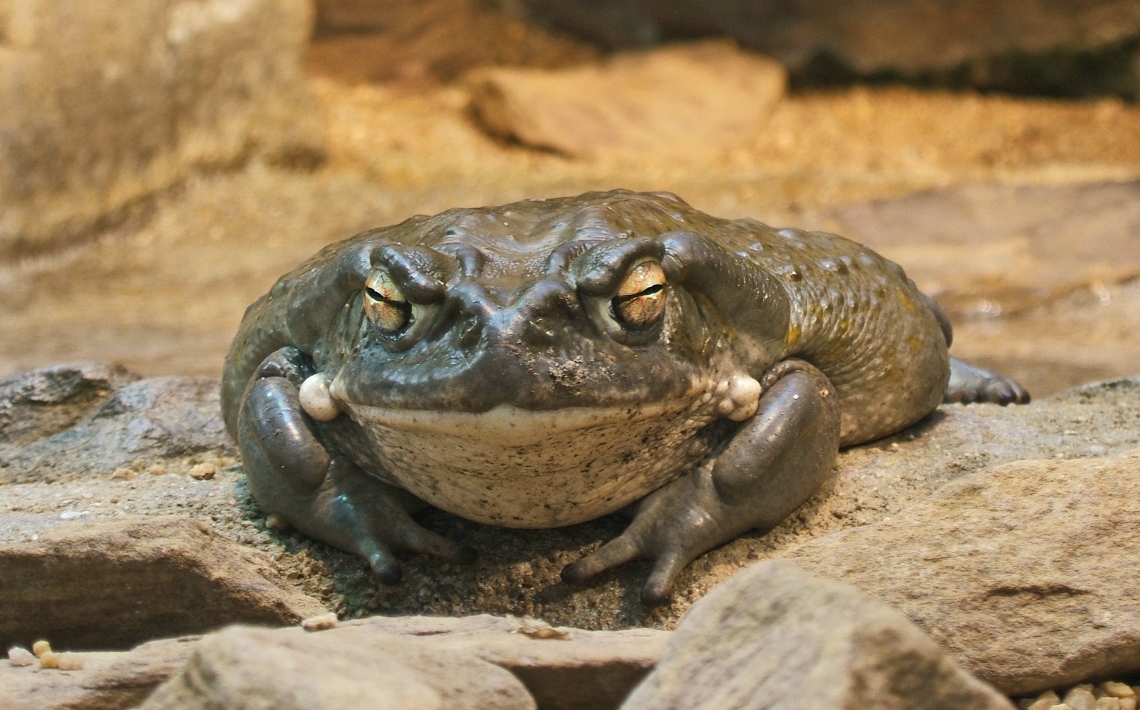 Psychedelic toads could unlock new mental health treatments