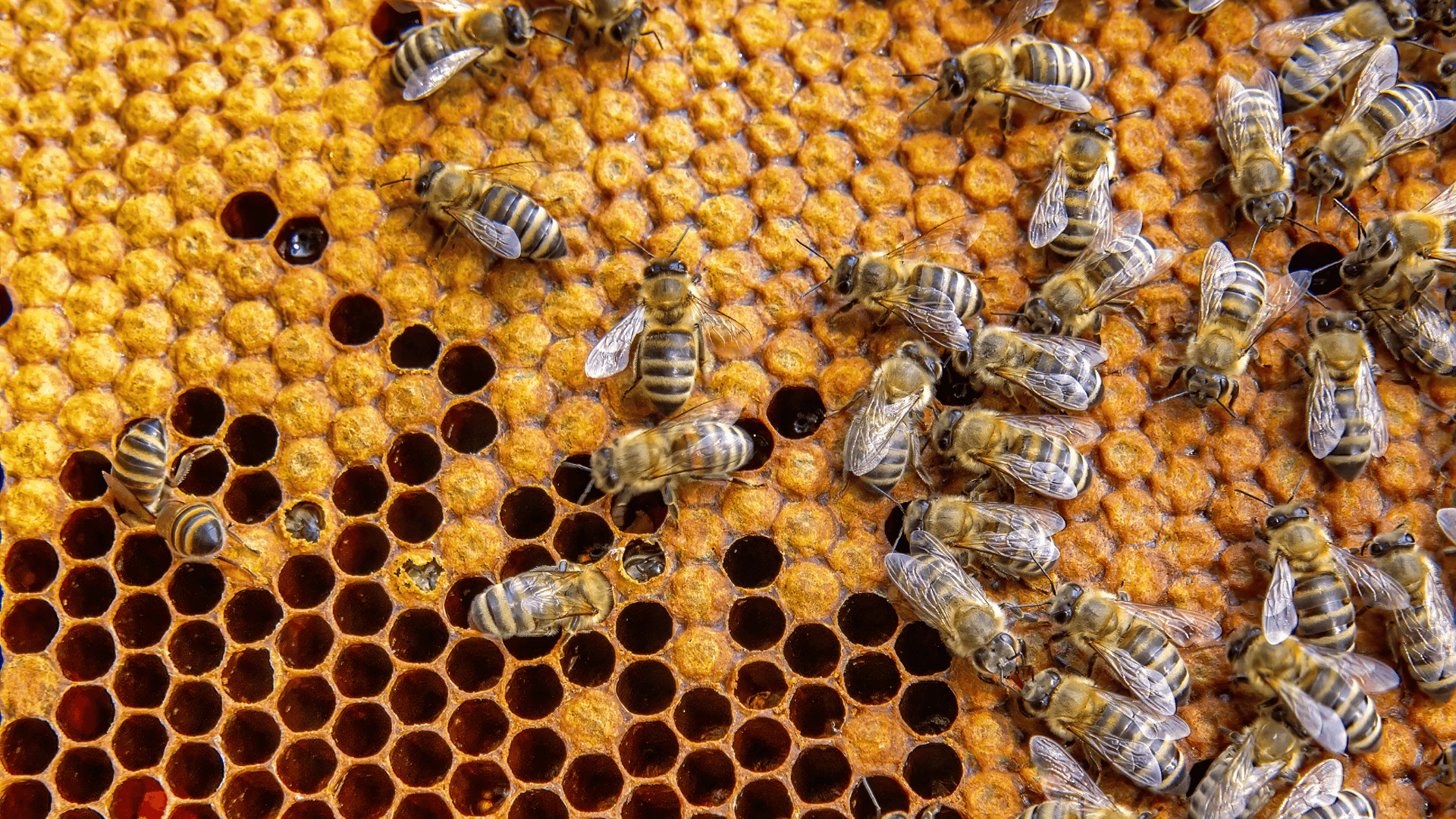 We need new ways to save the bees