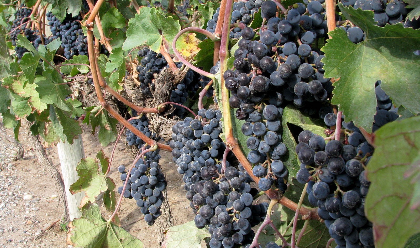 Cold snap lays B.C.’s wine crop to waste