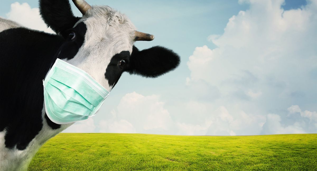 Canadian cows aren’t sick with bird flu — yet