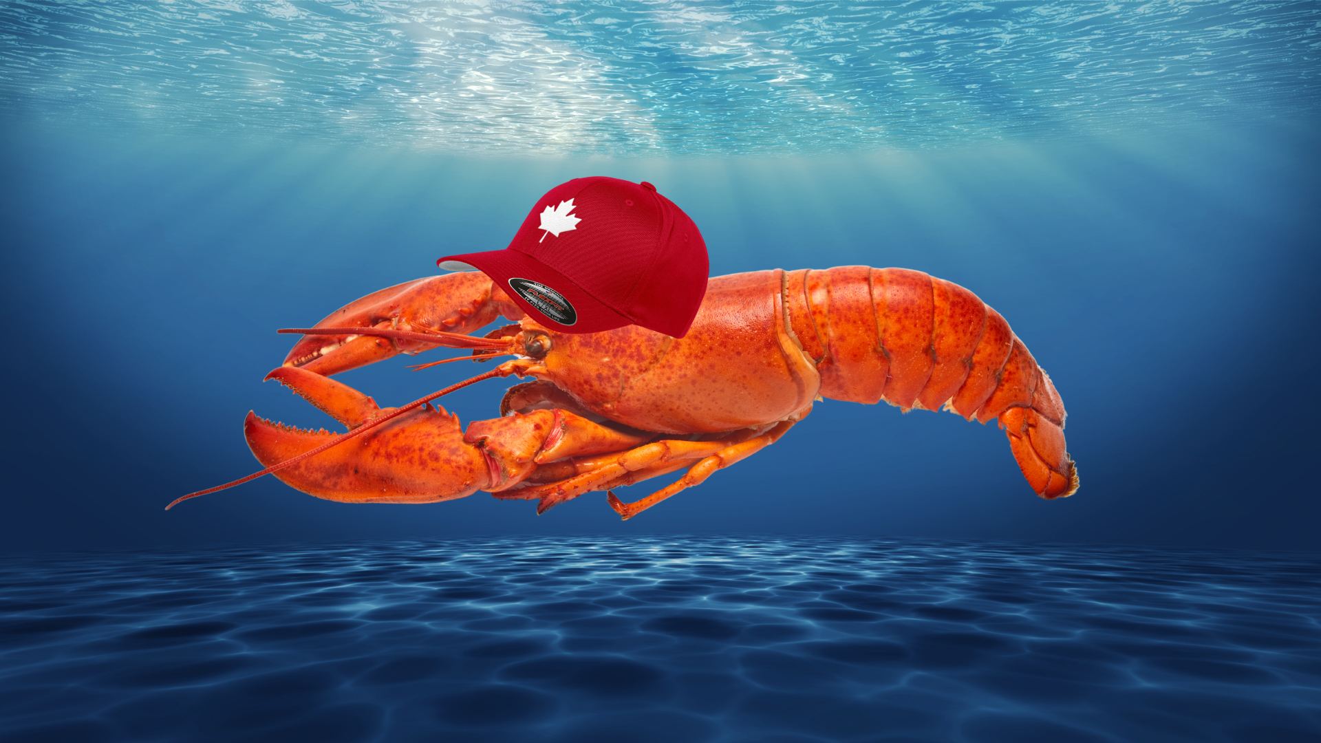 Lobsters are heading north