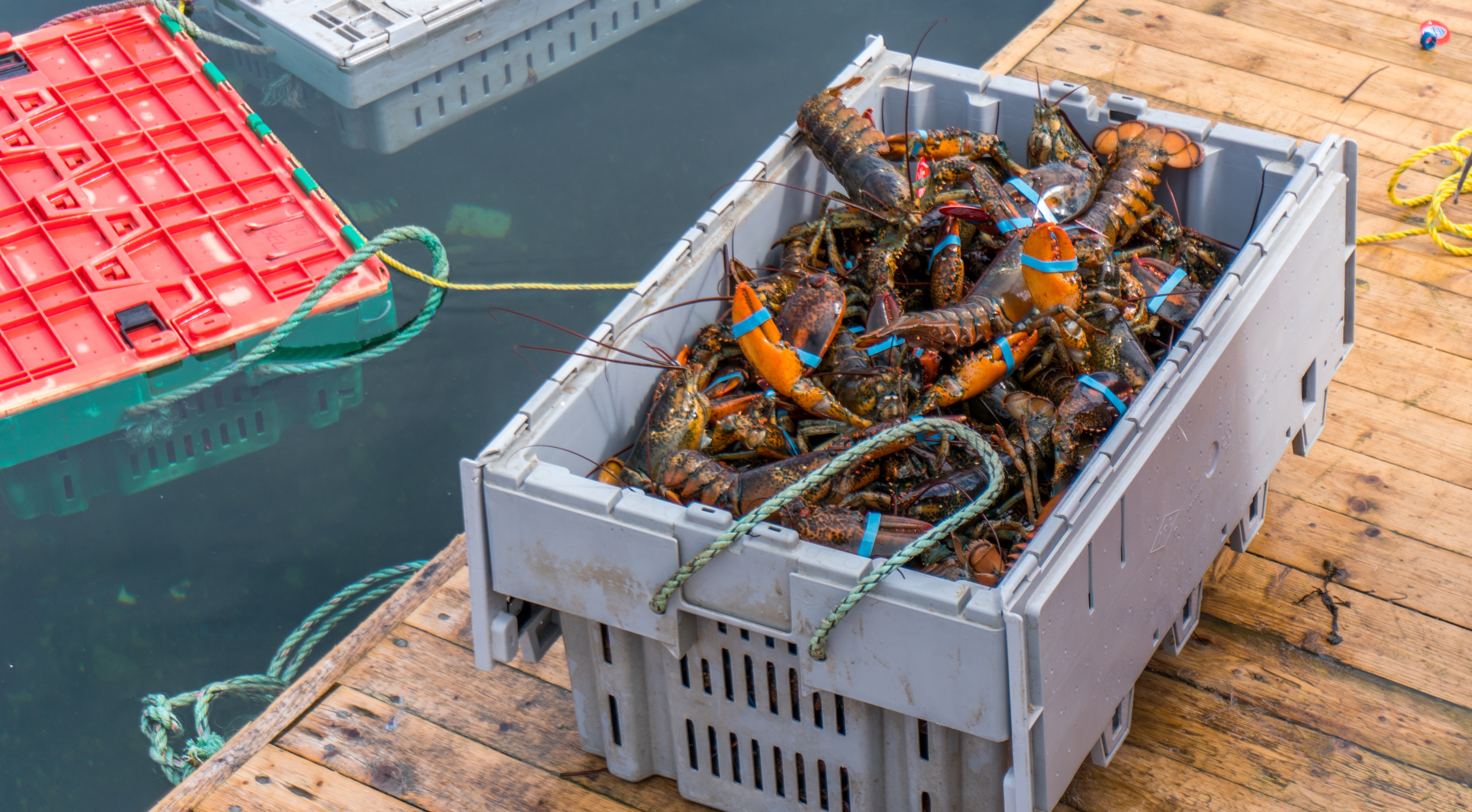 Atlantic lobster fishers are seeing red