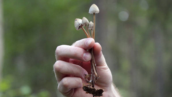 Psychedelic drugs take a step toward the mainstream