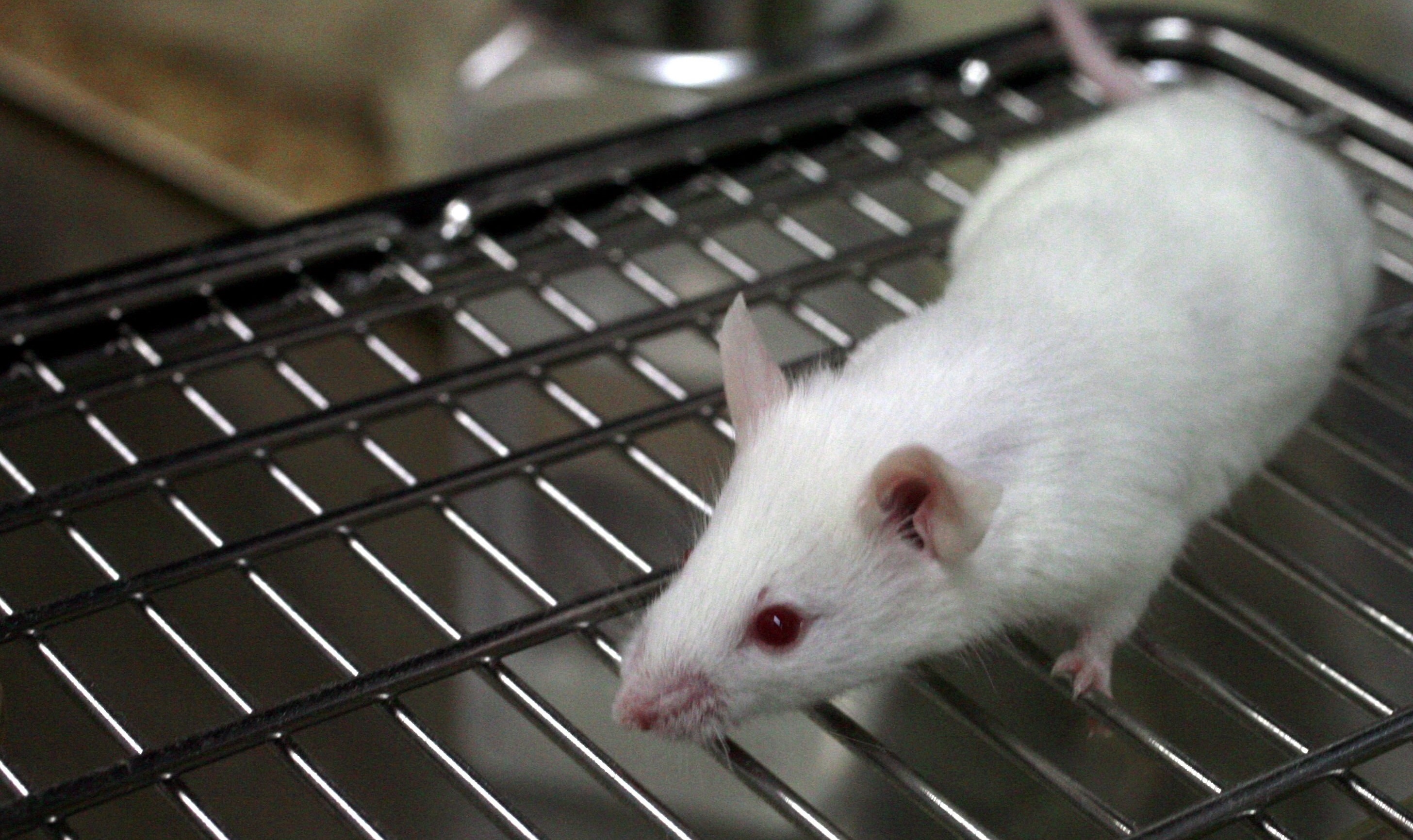 Why scientists gave mice a human immune system