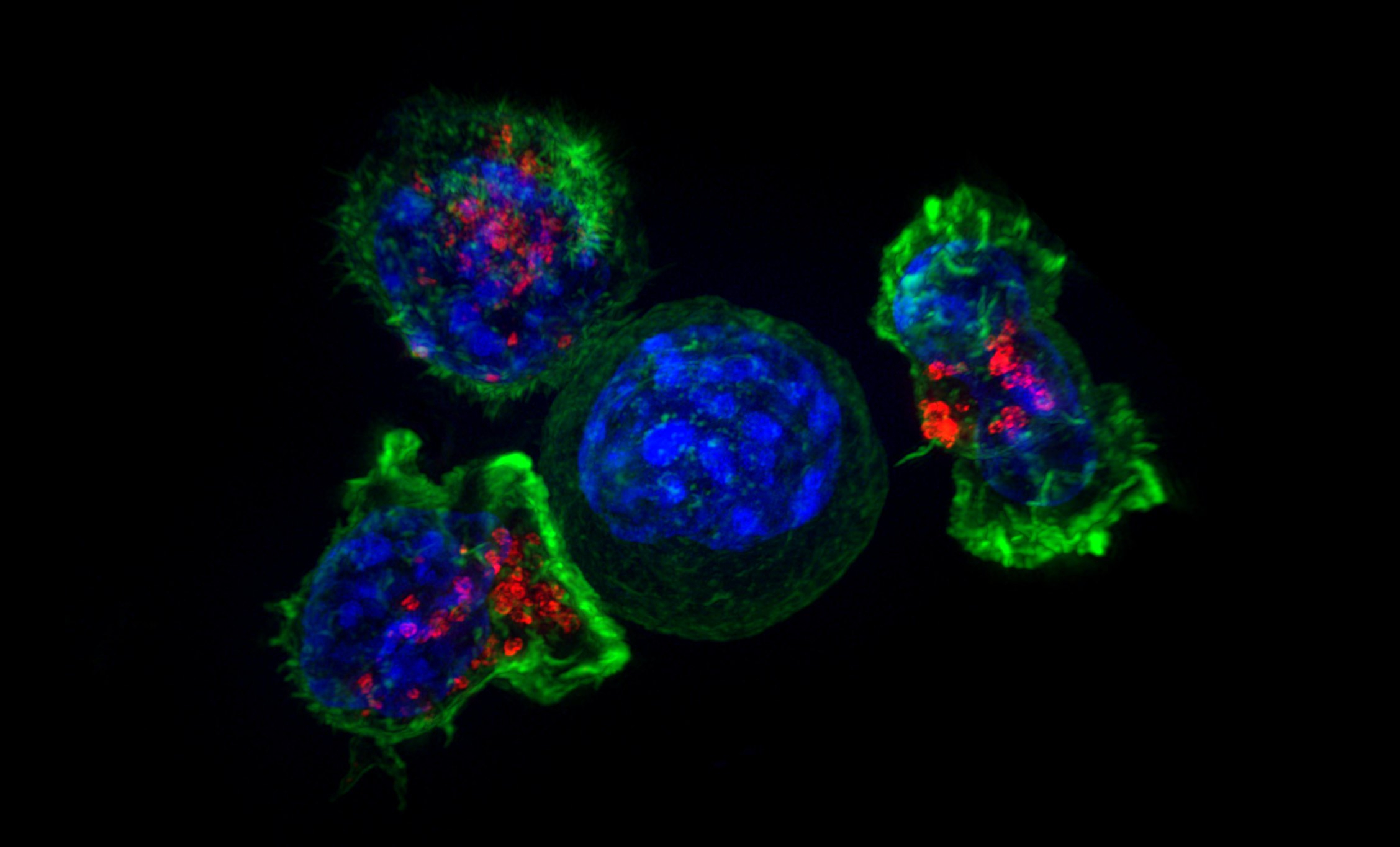 Programming mRNA to seek and destroy cancer
