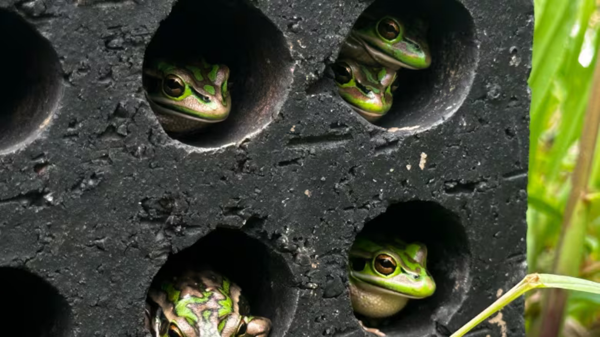 Saunas save frogs from deadly fungus