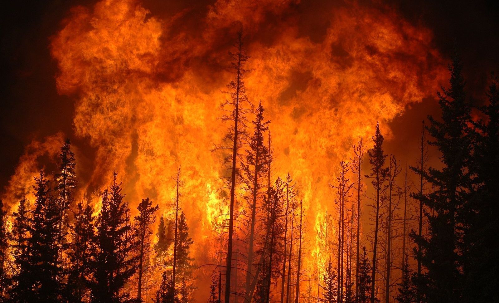 Wildfire season is in full effect