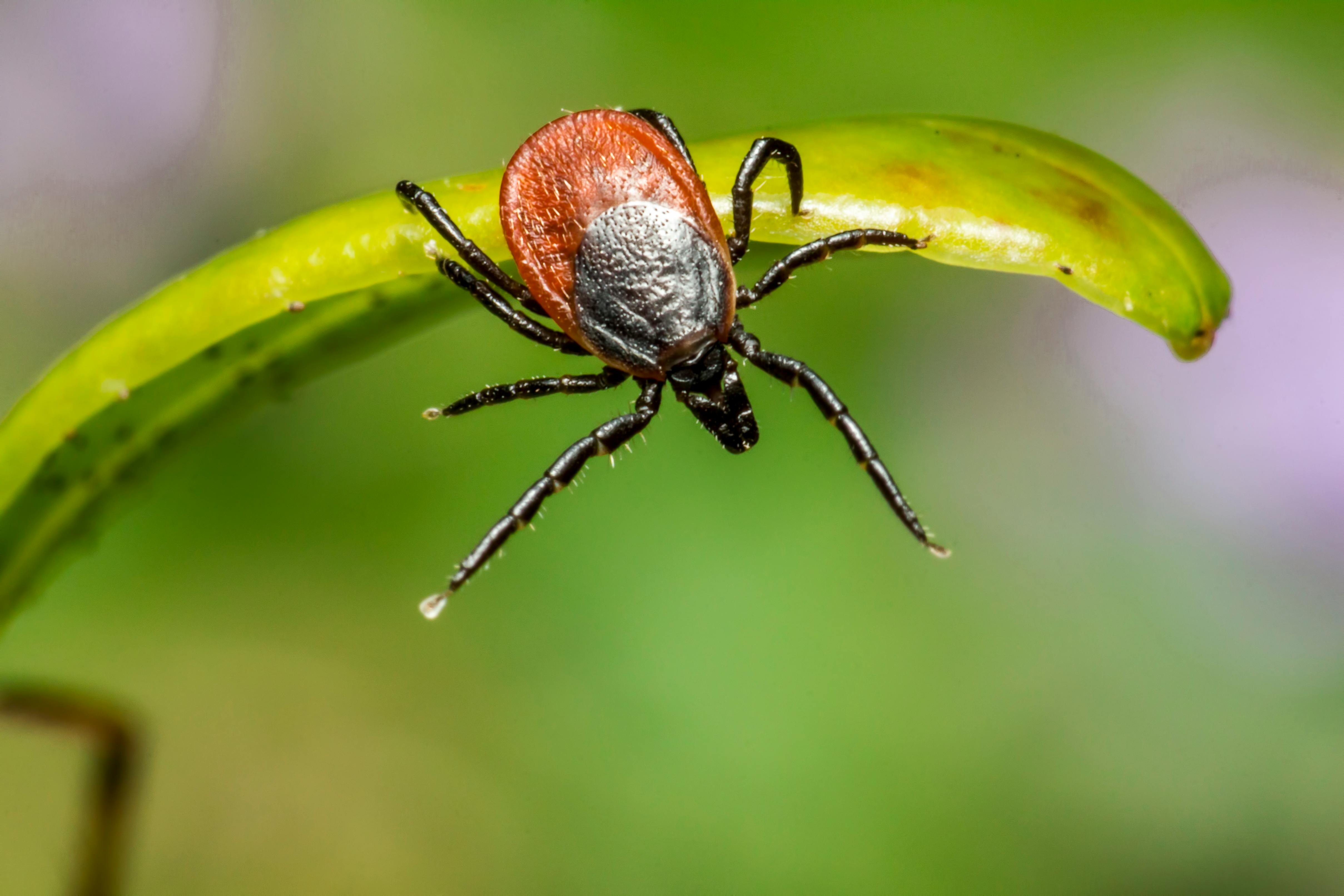 Pet medicine could protect humans from ticks
