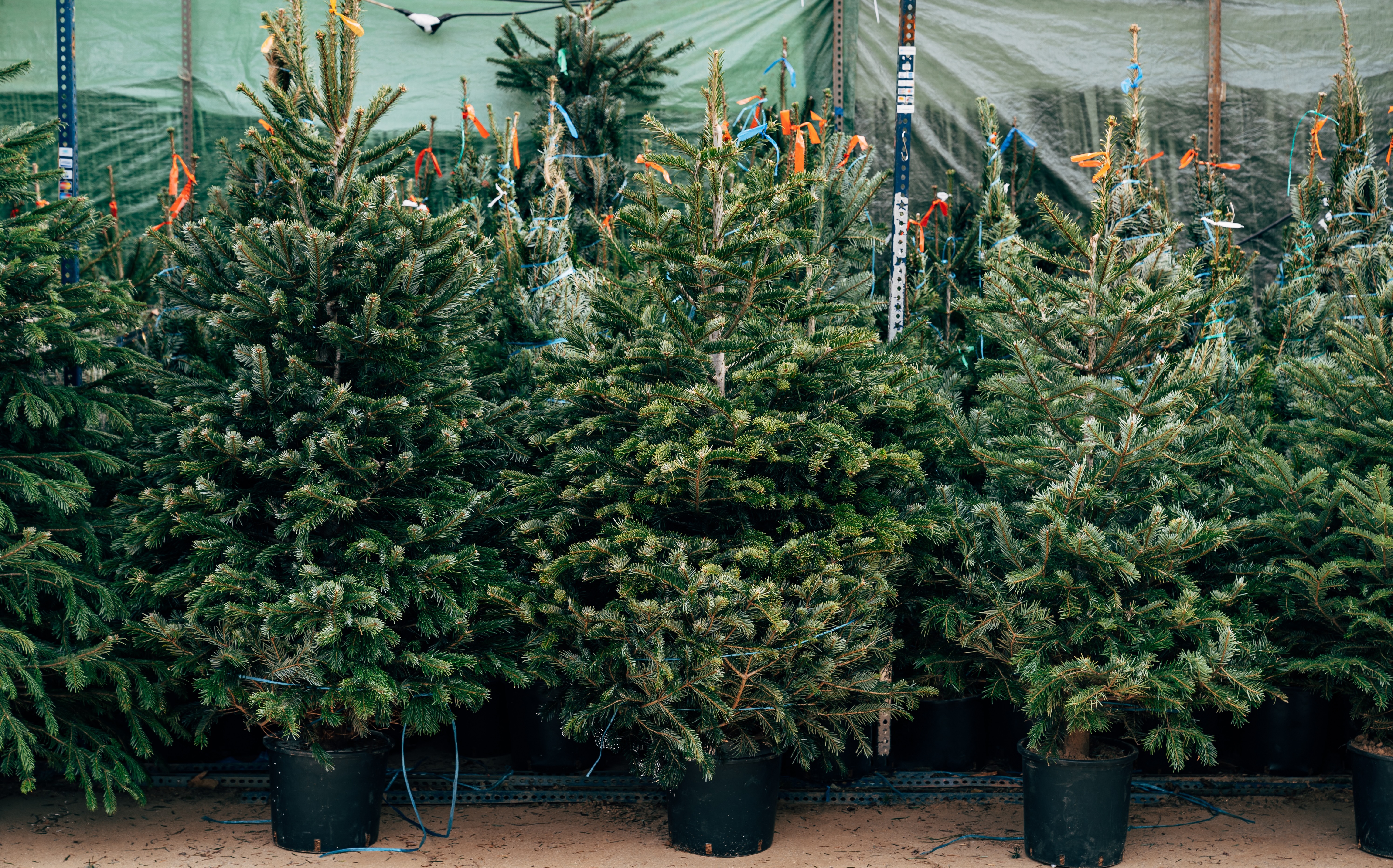 Ready or not, here comes the tax holiday