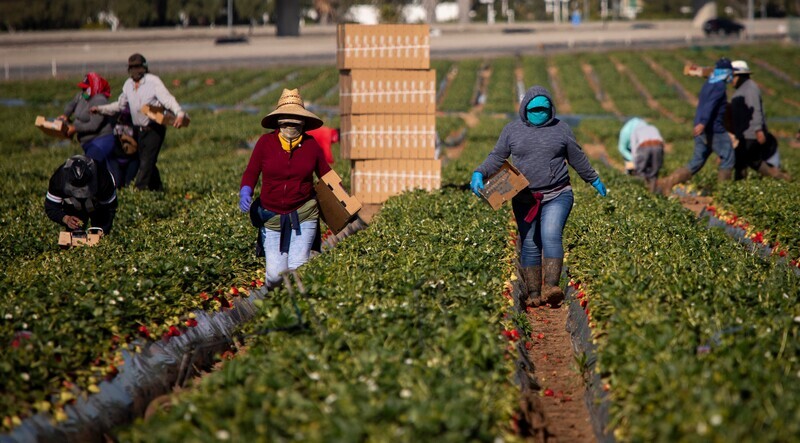 Ottawa cracks down on foreign labour abuse