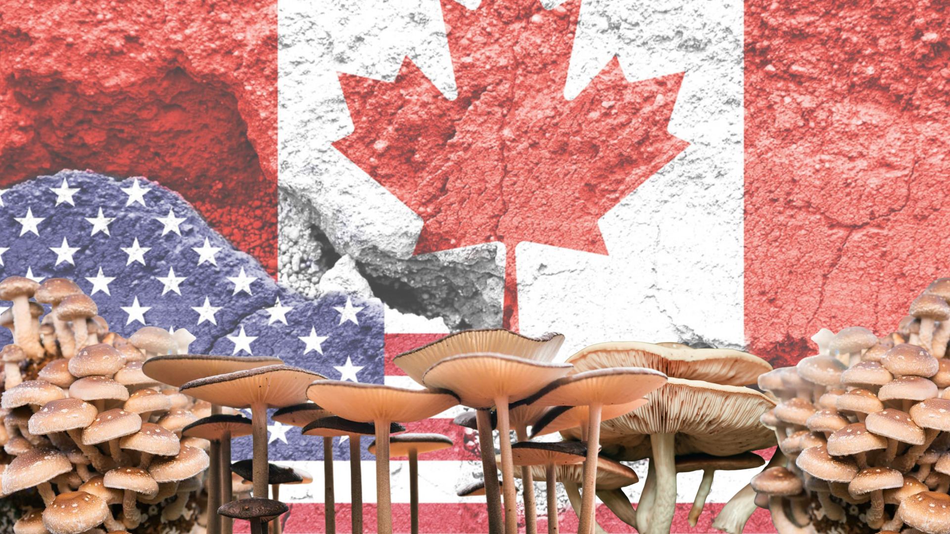 Canada and U.S. square off in a fungi feud