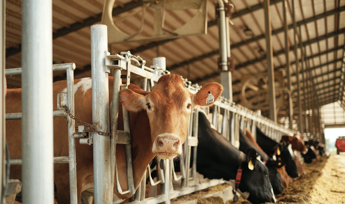 Canada wins dairy dispute with US