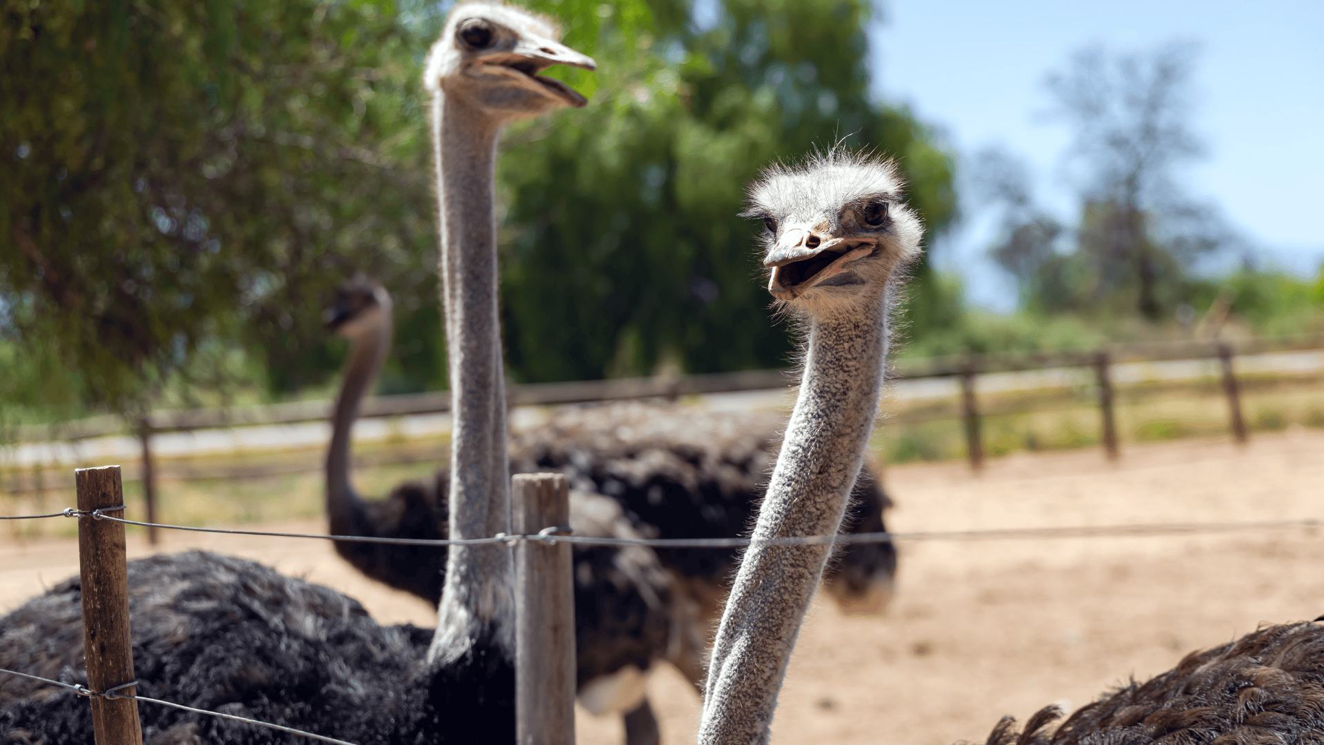 Why are protestors camping out at a B.C. ostrich farm?