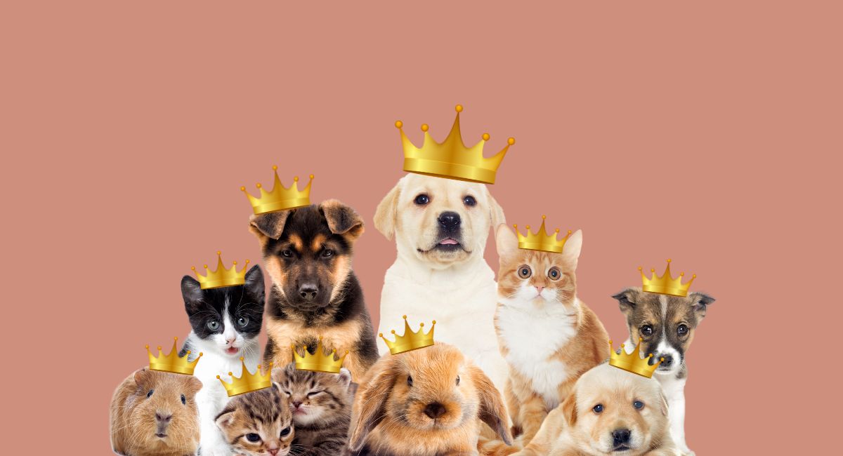 How to leave money behind for your furry friends