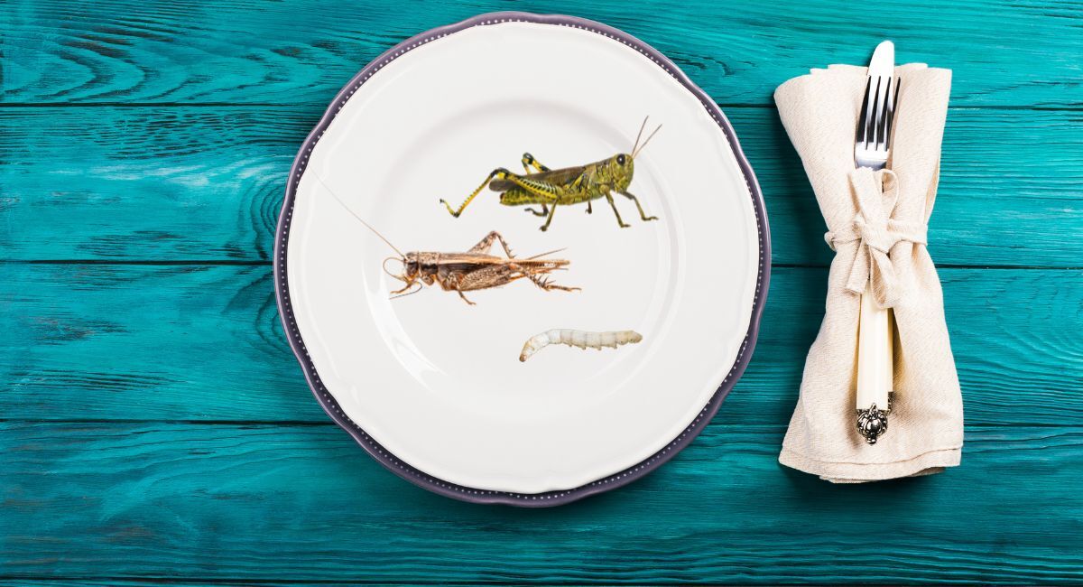 How to eat fried worms (and other insects)