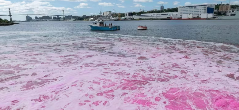 Why are Nova Scotian waters glowing pink?
