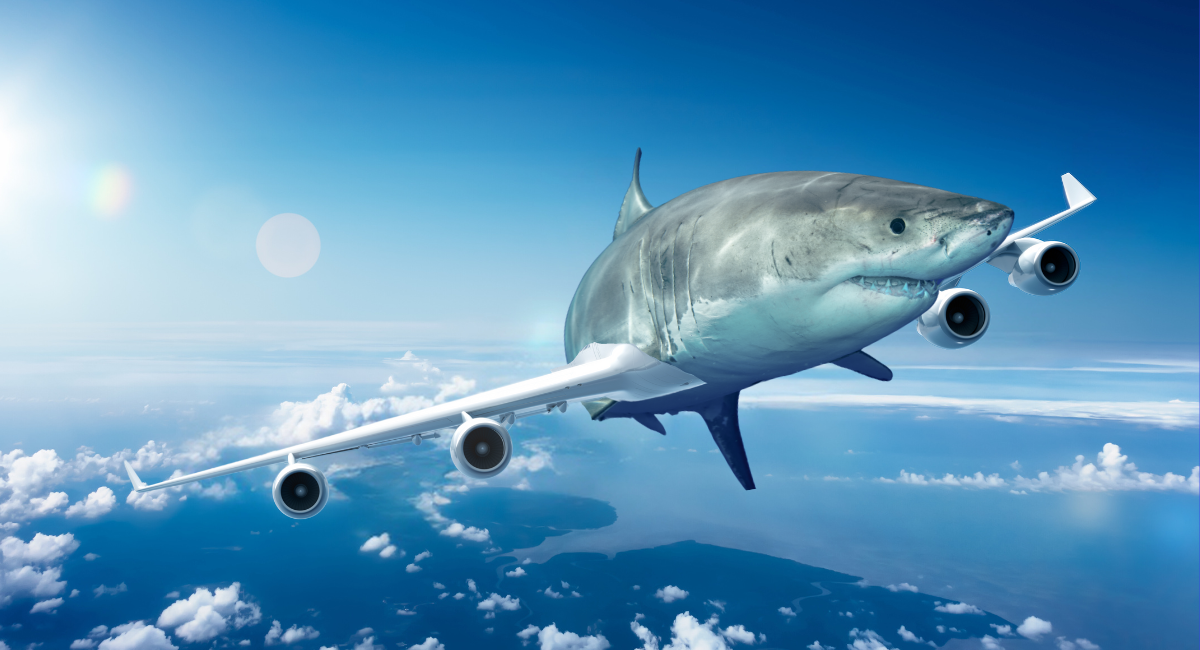 Sharks inspire more aerodynamic planes