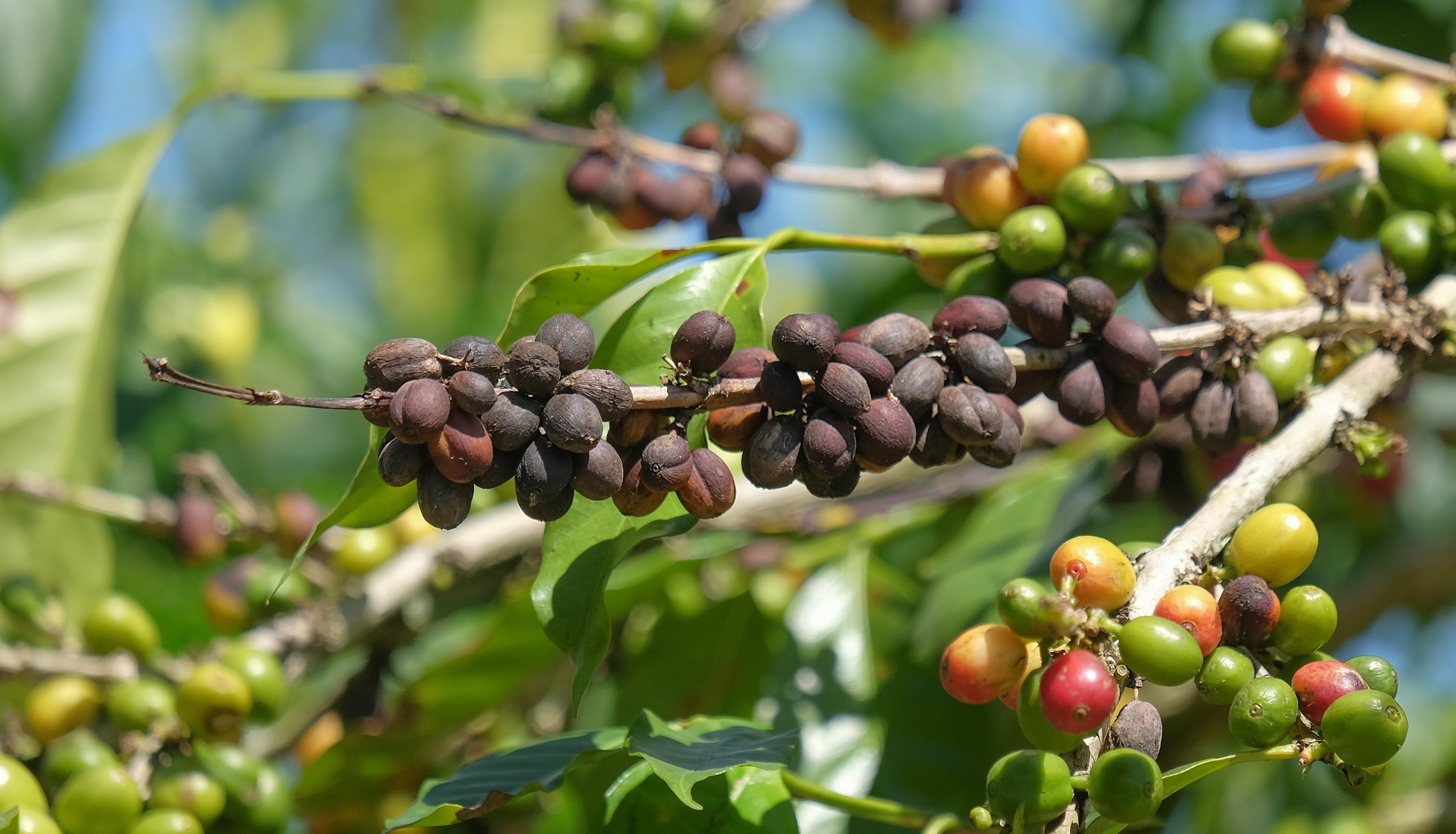 Starbucks doubles down on weatherproof coffee 