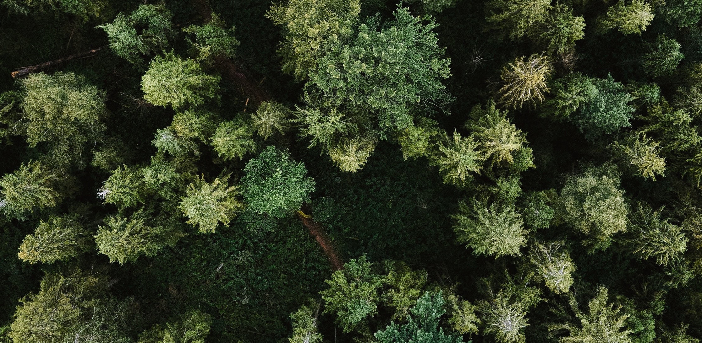 Would you live in the woods?