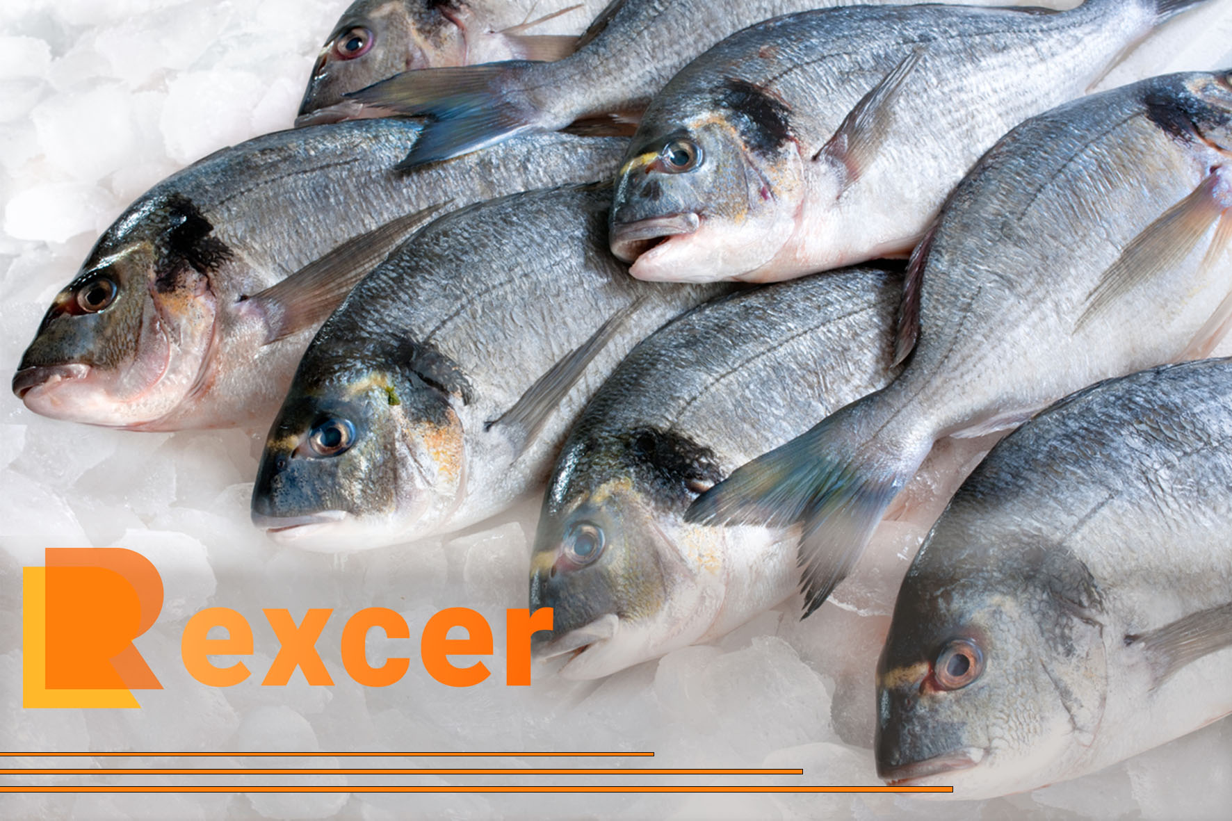 How to Import Fish into Canada 9 Essential Steps