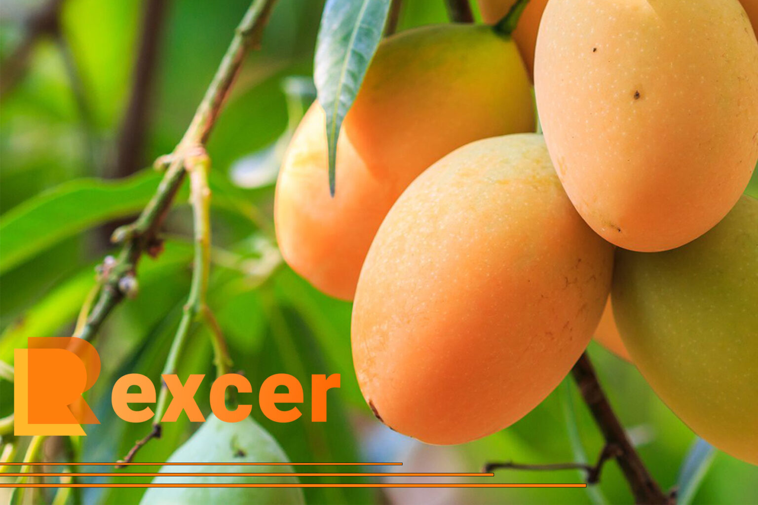 How to import mangoes from Pakistan to Canada , 6 critical points