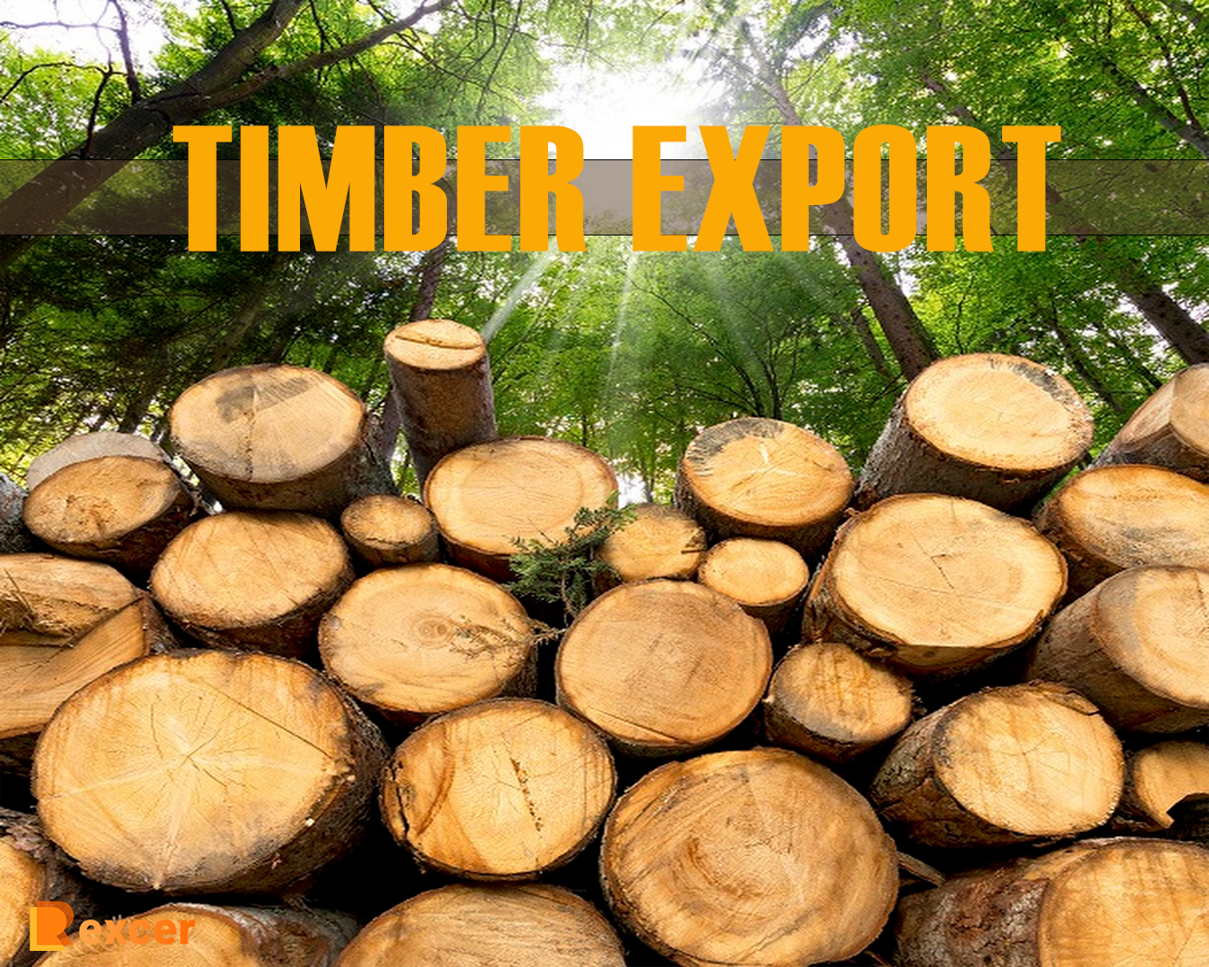 timber export, 7 Reasons Why Timber is a Lucrative Business