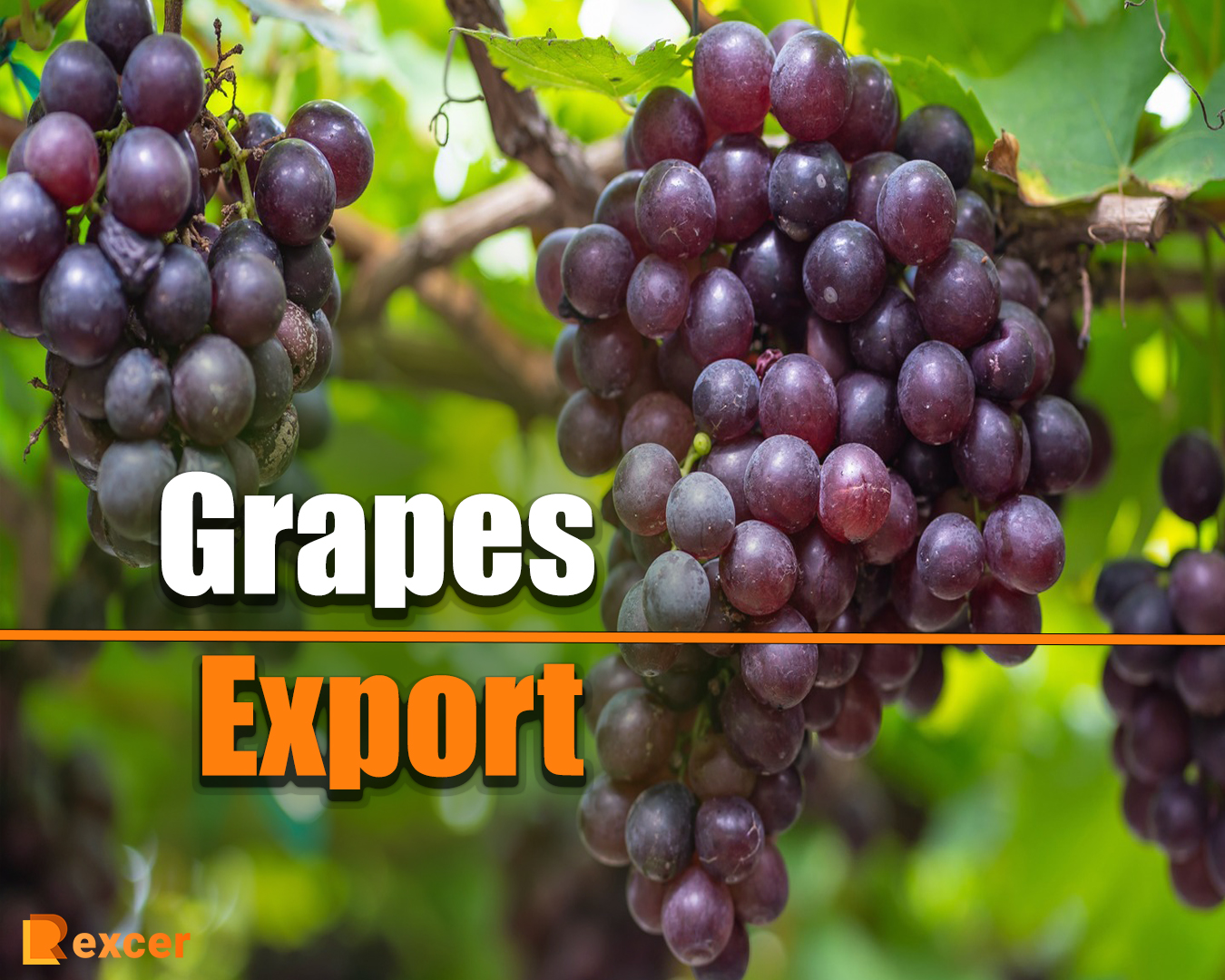 Grapes Export, 7 Reasons Why It's a Lucrative Business