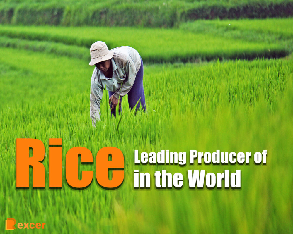 Leading Producer of Rice in the World, Top 10 Countries