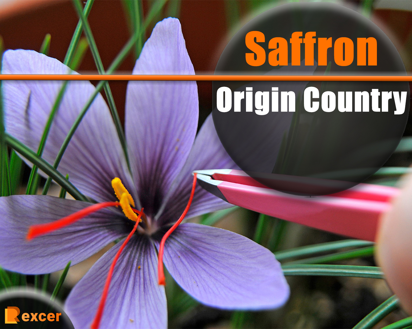 Saffron Origin Country, 7 Amazing Facts About Saffron
