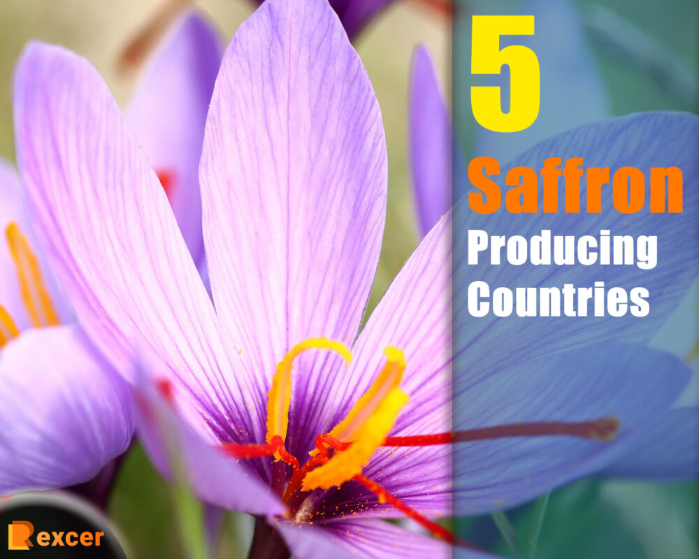 Top 5 Saffron Producing Countries, You Should Buy from These