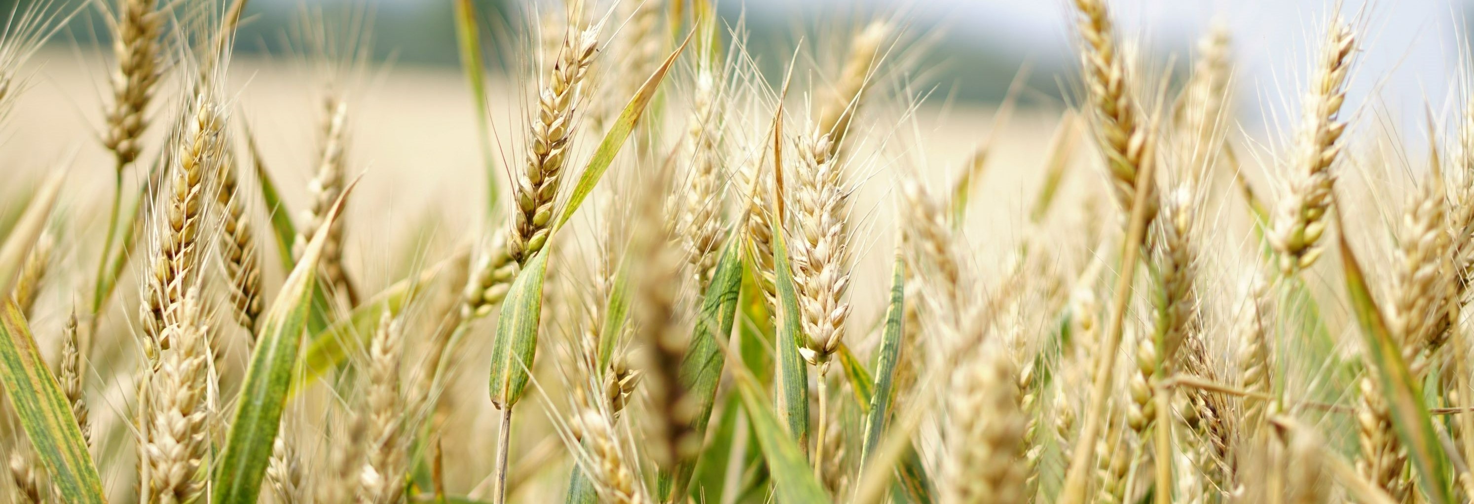 For a Green and Prosperous Outaouais