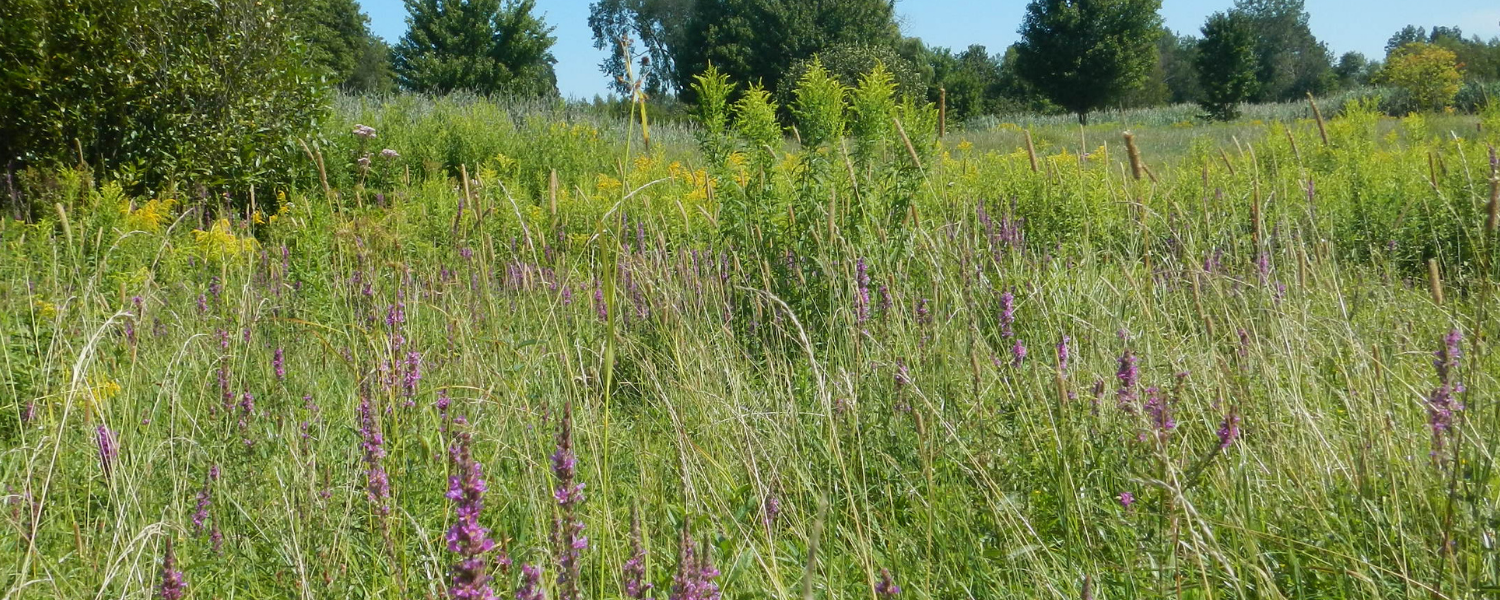Pierre-De Saurel, vivant ici!