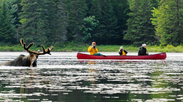 Red canoe on a lake with three people looking at a Moose in the water.