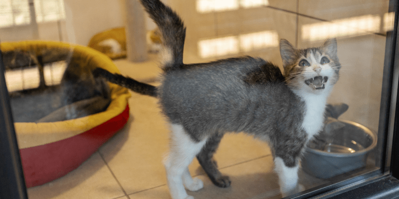 Inside the Patron Pet Center: A Vision of What Animal Welfare in Ukraine an become