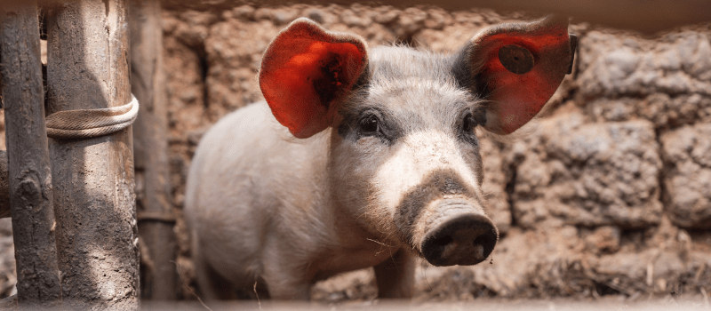 People, Pigs, and Possibility: How COHERS Is Redefining Community Health in Rwanda