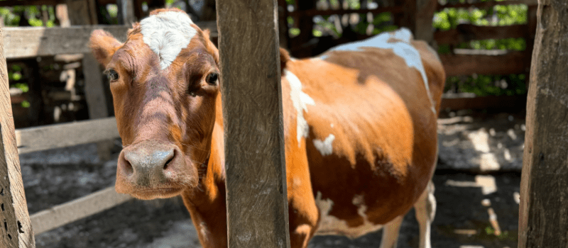 Empowering Livestock Keepers: How and why VWB is combating Antimicrobial Resistance