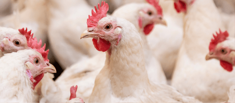 VETS Volunteer Voices: Building Power Through Partnership in Ghana’s Poultry Sector