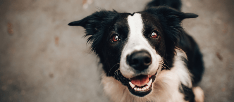 Animals & Ales 2026 Raises Over $102,000 for Animals and Communities in Need