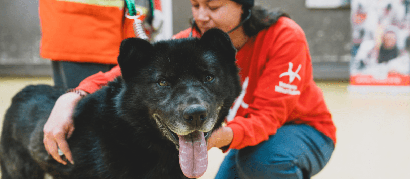 Veterinarians Without Borders North America launches Spring Match campaign to expand access to veterinary care