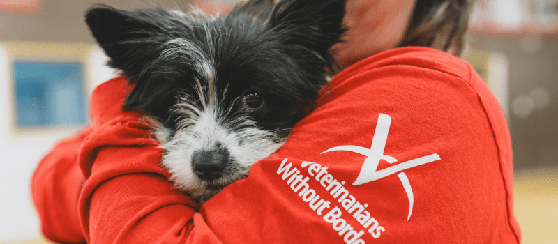 Different Approaches, One Goal: Bringing Veterinary Care Closer