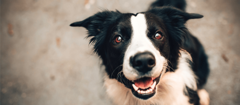 Spring Match Campaign Raises More Than $83,000 to Expand Access to Veterinary Care