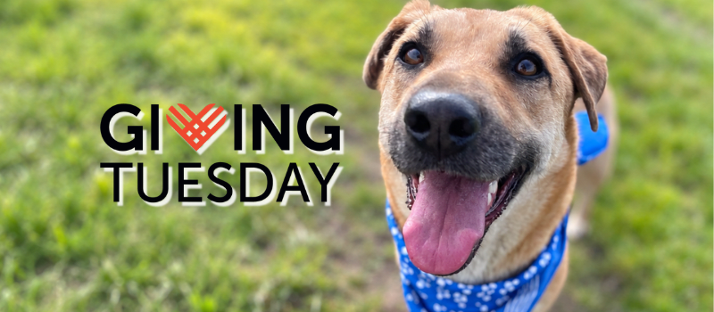Veterinarians Without Borders launches GivingTuesday campaign “Care Can't Wait” to support timely veterinary care