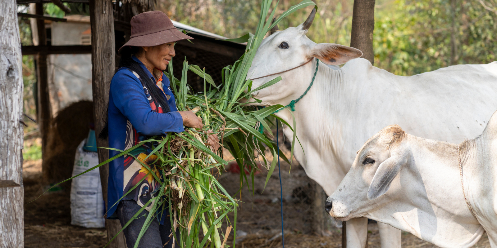 Veterinarians Without Borders